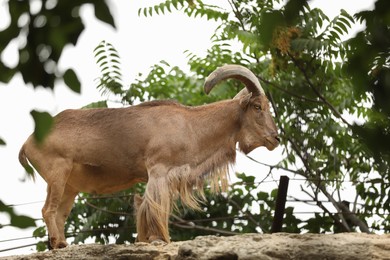 Photo of Beautiful ibex in zoo enclosure. Wild animal