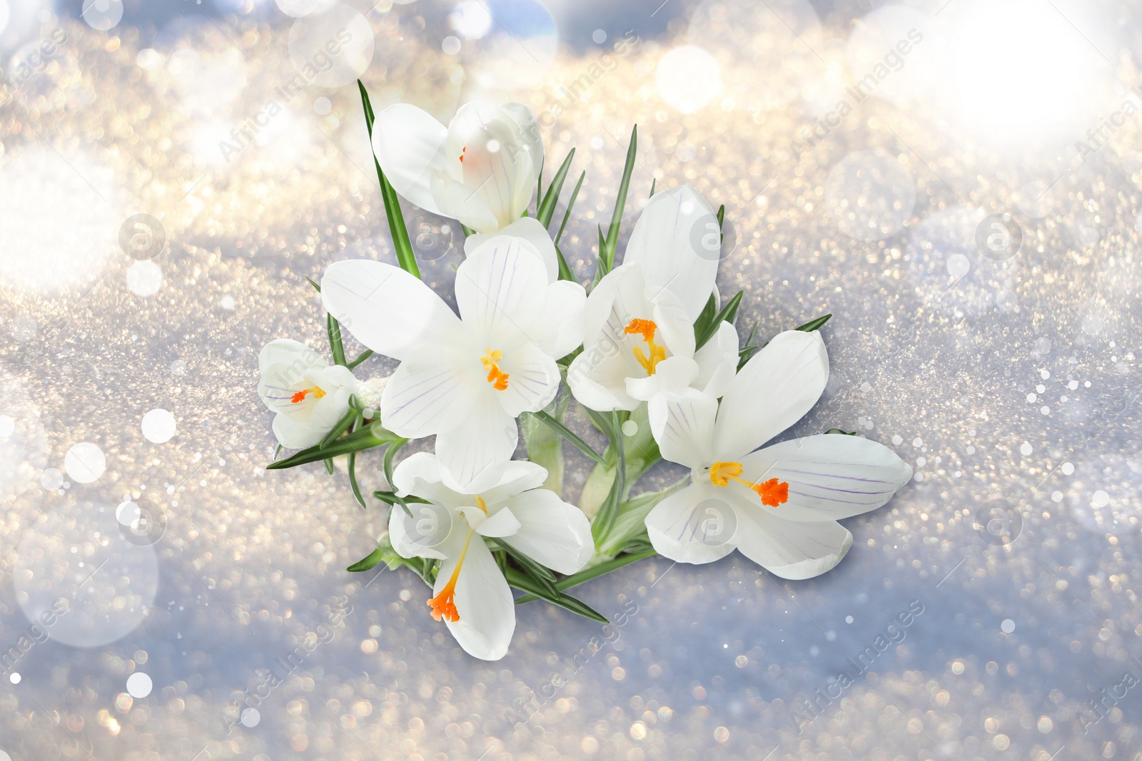 Image of Beautiful spring crocus flowers growing through snow outdoors on sunny day