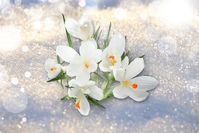 Image of Beautiful spring crocus flowers growing through snow outdoors on sunny day