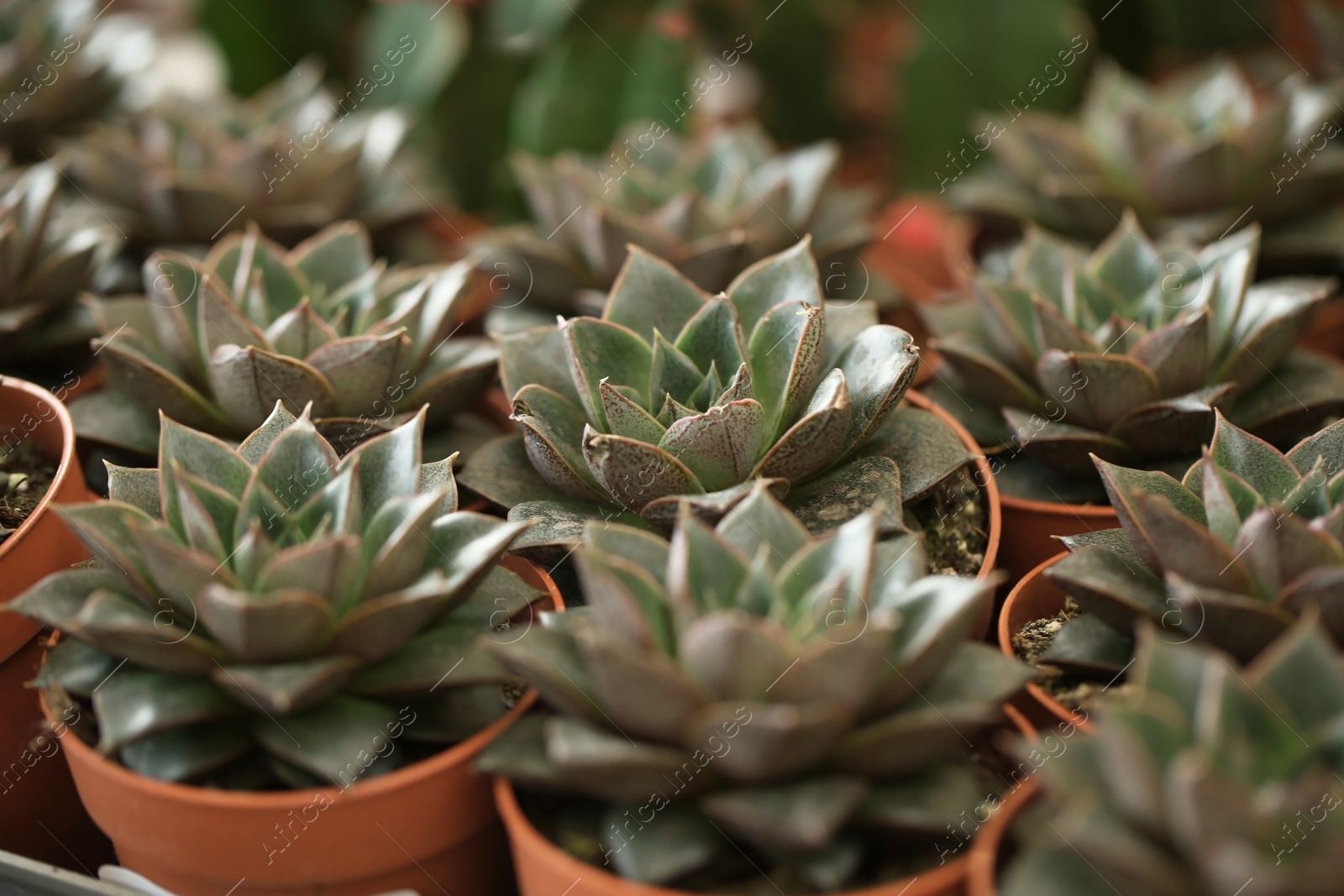 Photo of Beautiful echeverias in pots, closeup. Tropical flowers