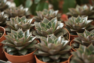 Photo of Beautiful echeverias in pots, closeup. Tropical flowers