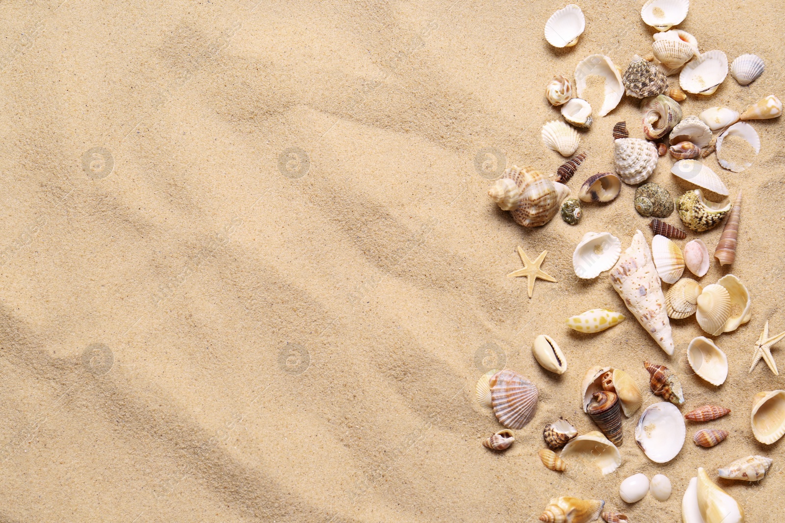 Photo of Beautiful seashells and starfishes on beach sand, flat lay with space for text. Summer vacation