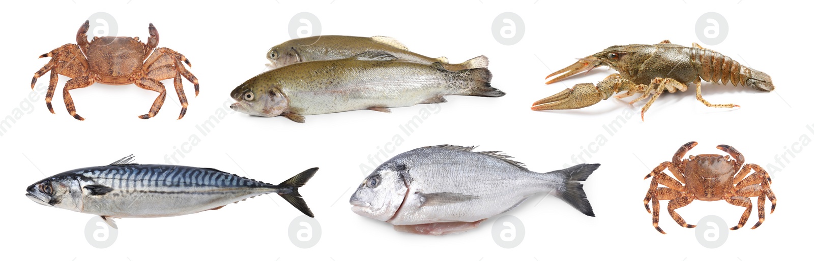 Image of Dorado fish and other seafood isolated on white, set