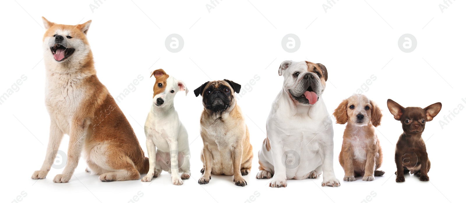 Image of Group of different cute dogs on white background. Banner design