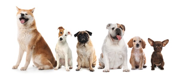 Group of different cute dogs on white background. Banner design