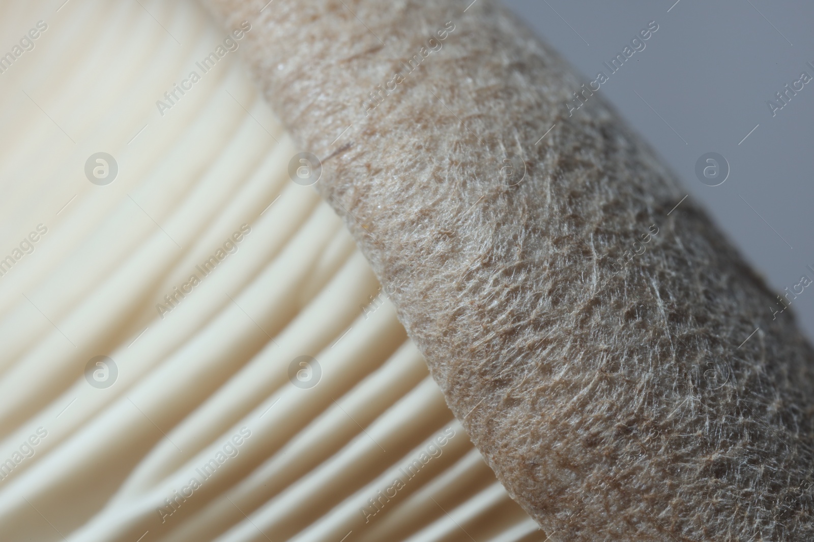 Photo of Fresh oyster mushroom on grey background, macro view