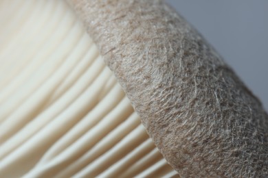 Fresh oyster mushroom on grey background, macro view