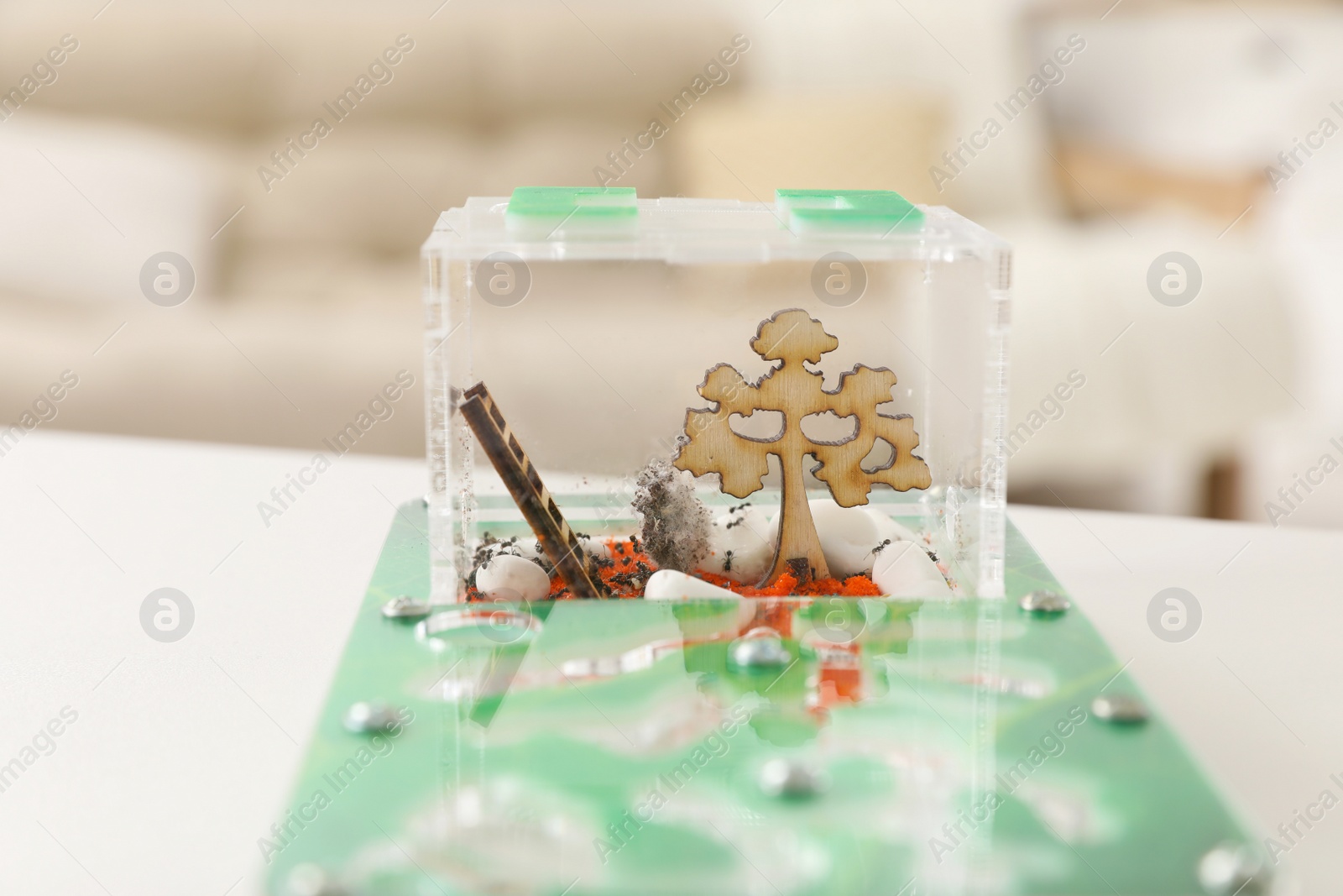 Photo of Ant farm (formicarium) on table, closeup view