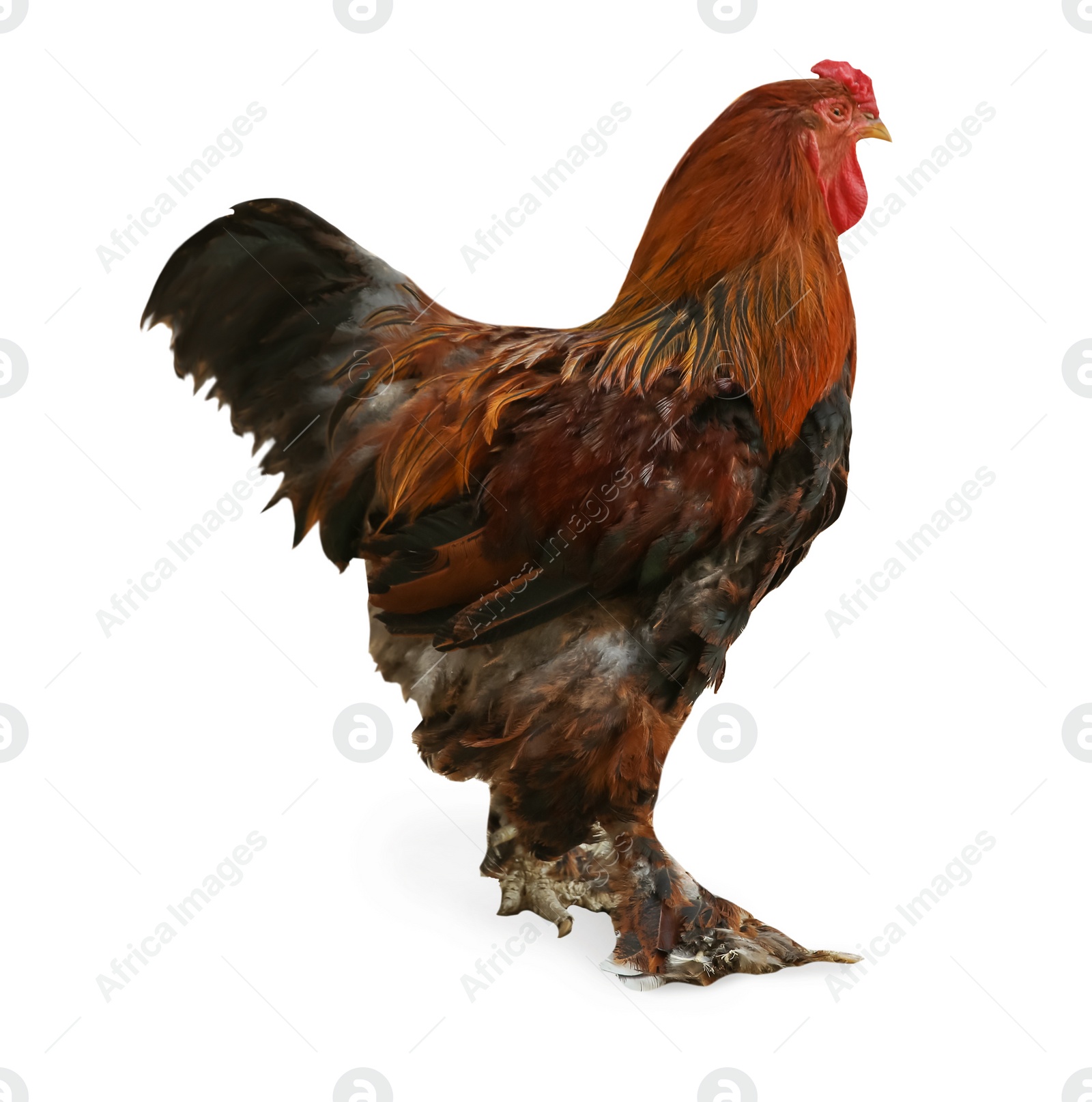 Image of Big red rooster isolated on white. Farm animal