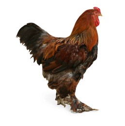 Big red rooster isolated on white. Farm animal