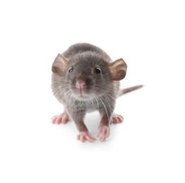 Photo of Small fluffy brown rat on white background