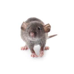 Small fluffy brown rat on white background