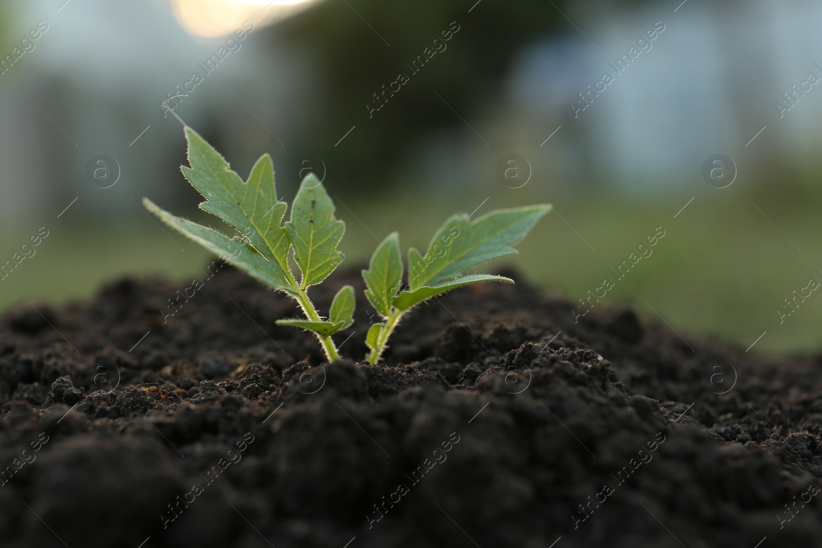 Photo of Beautiful young tomato seedling in ground outdoors