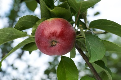 Photo of Apple and leaves on tree branch in garden, low angle view