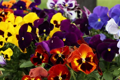 Photo of Beautiful colorful pansies growing in garden, closeup