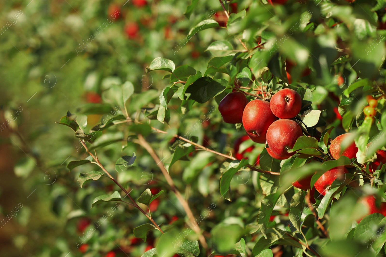 Photo of Tree branches with ripe apples outdoors on sunny day