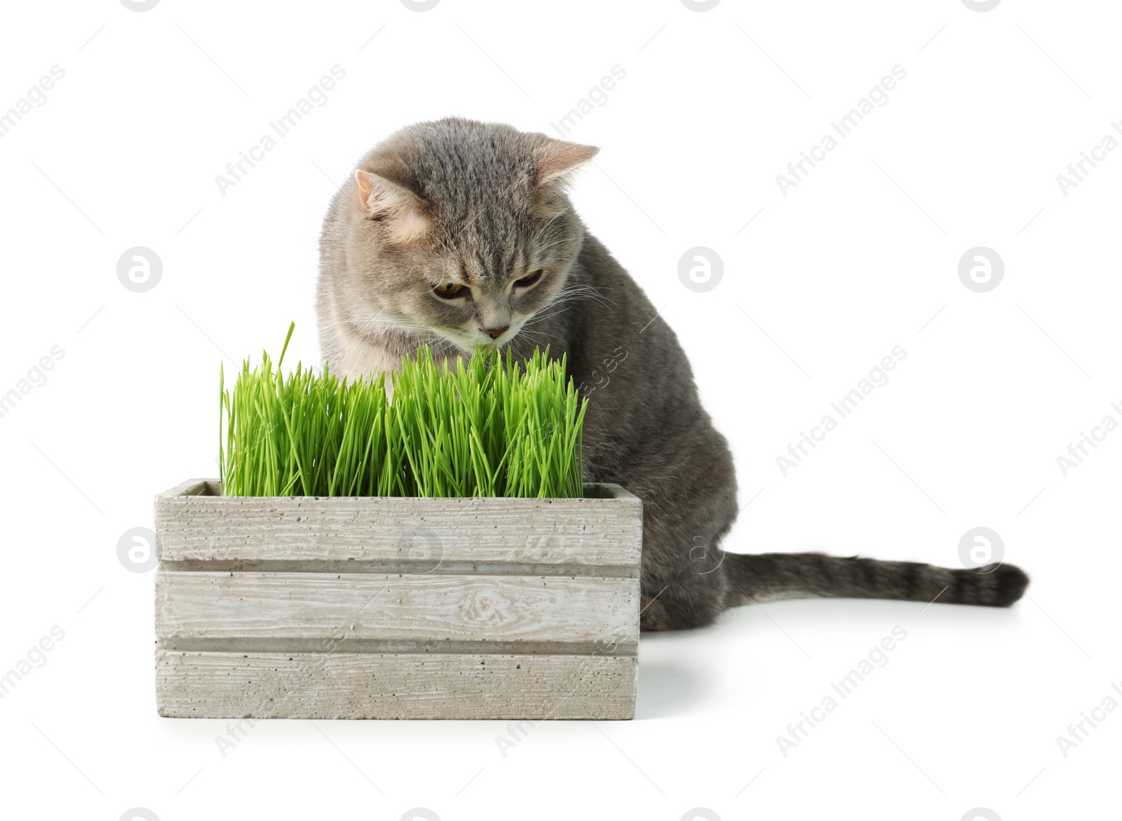 Photo of Cute cat and box of fresh green grass isolated on white