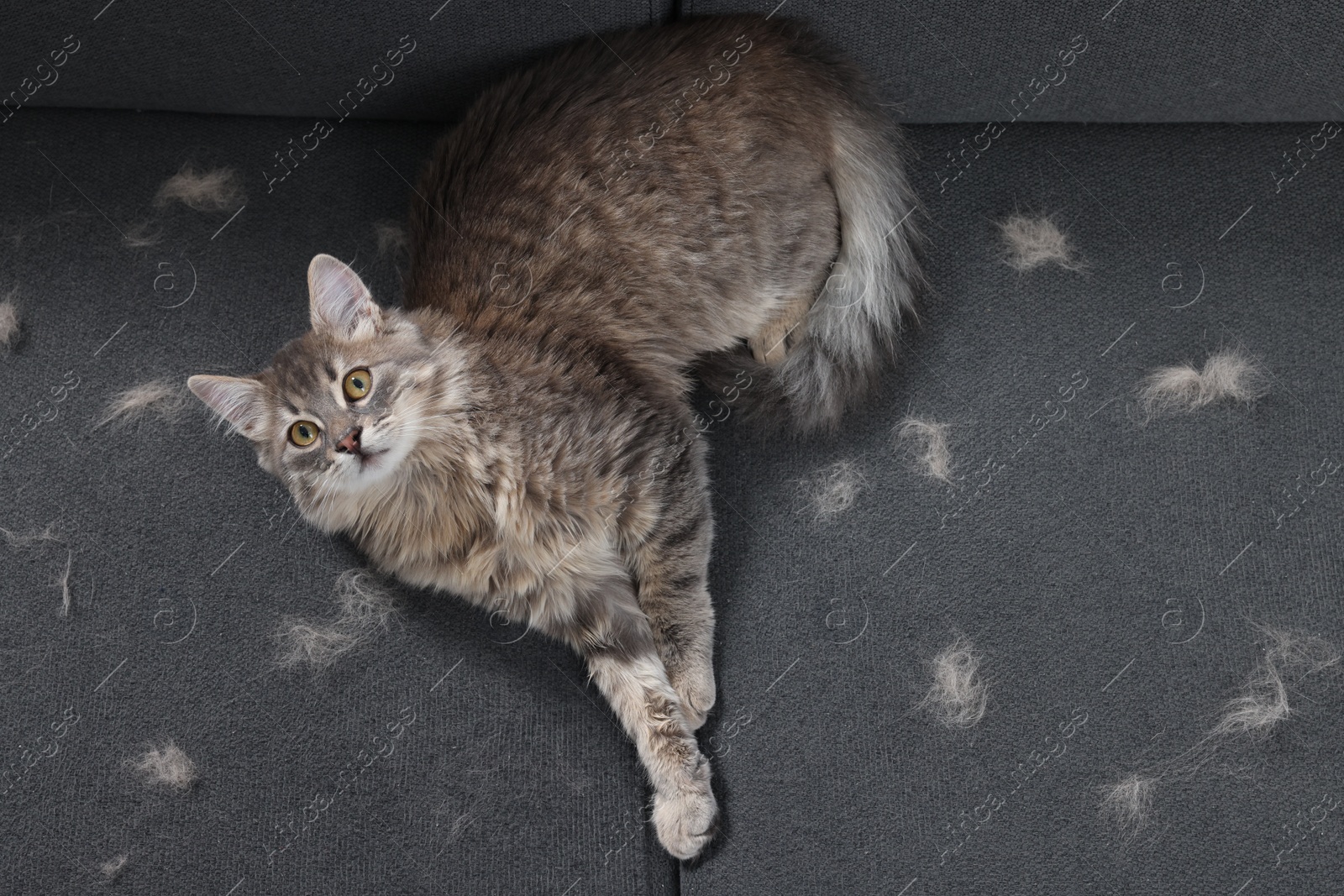 Photo of Cute cat and pet hair on grey sofa, top view