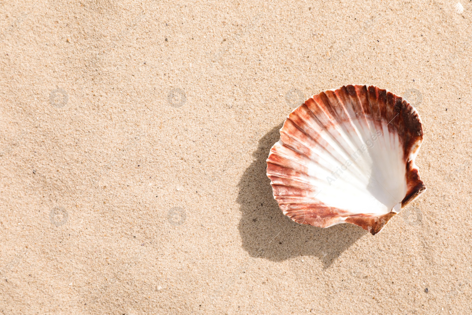 Photo of Beautiful seashell on sandy beach, closeup. Space for text