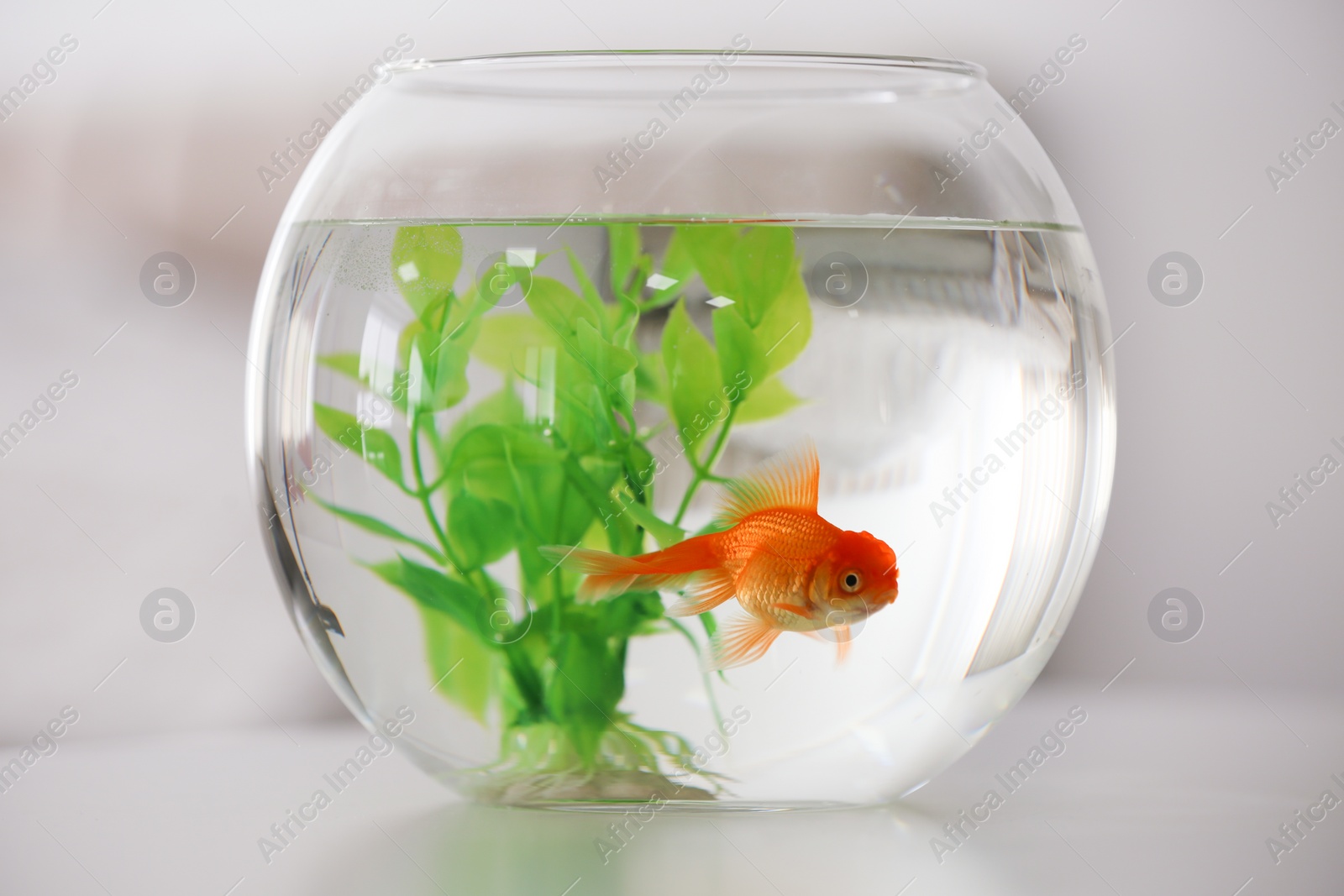 Photo of Beautiful bright goldfish in aquarium on table