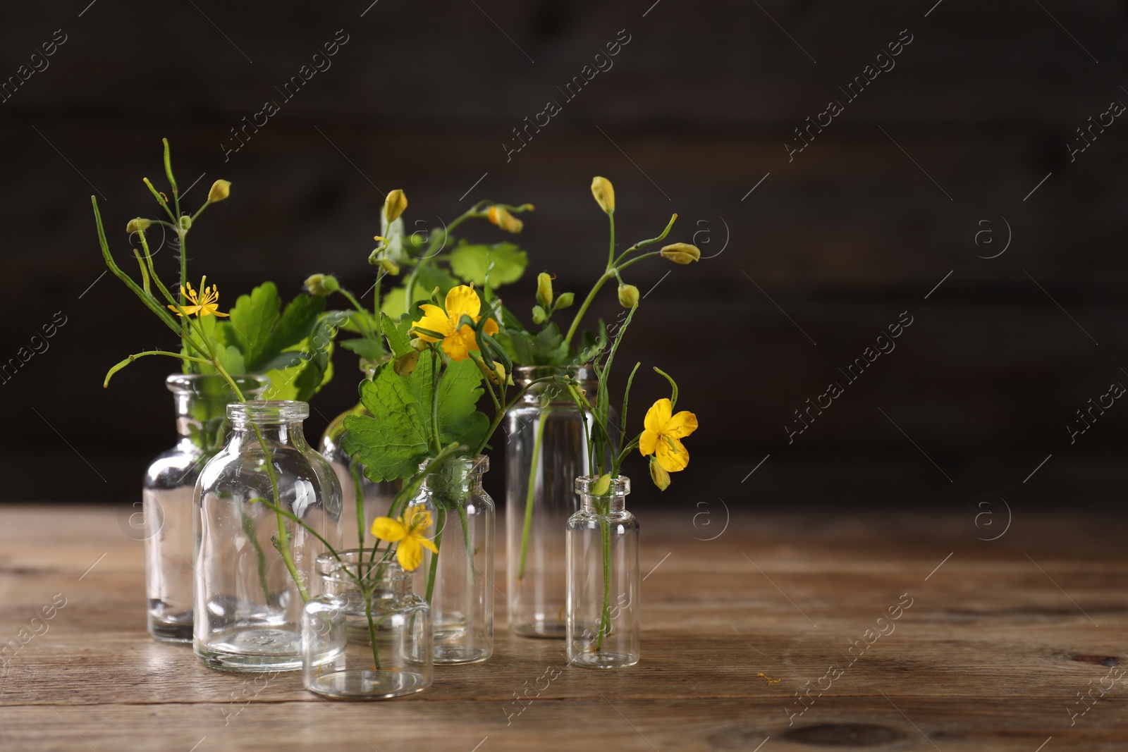 Photo of Celandine flowers in glass bottles on wooden table, space for text