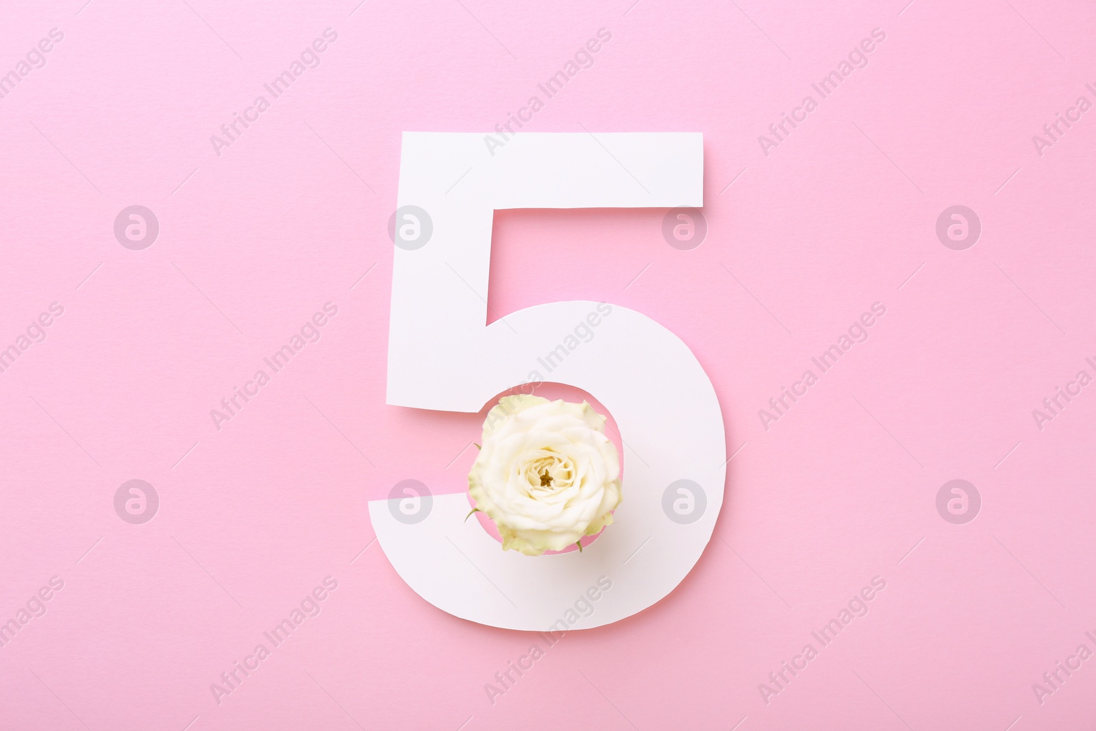 Photo of Paper number 5 and beautiful rose flower on pink background, top view