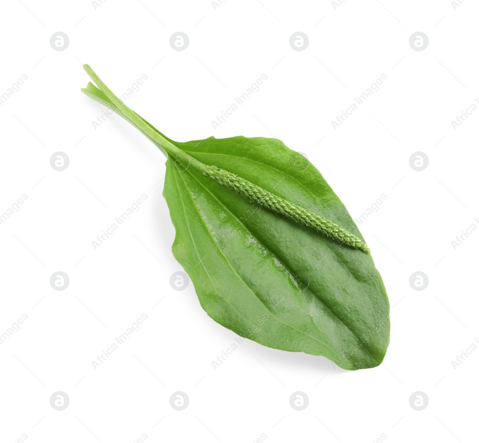 Photo of Green broadleaf plantain leaf and seeds on white background, top view