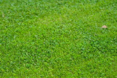 Photo of Beautiful green lawn with freshly mown grass as background, closeup