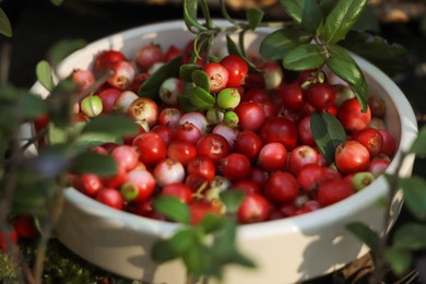 Photo of Bowl of delicious ripe red lingonberries outdoors, closeup