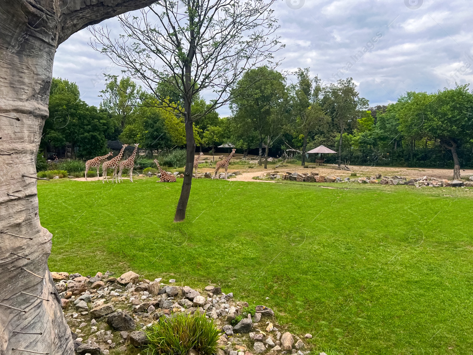 Photo of Group of beautiful giant giraffes in zoo enclosure