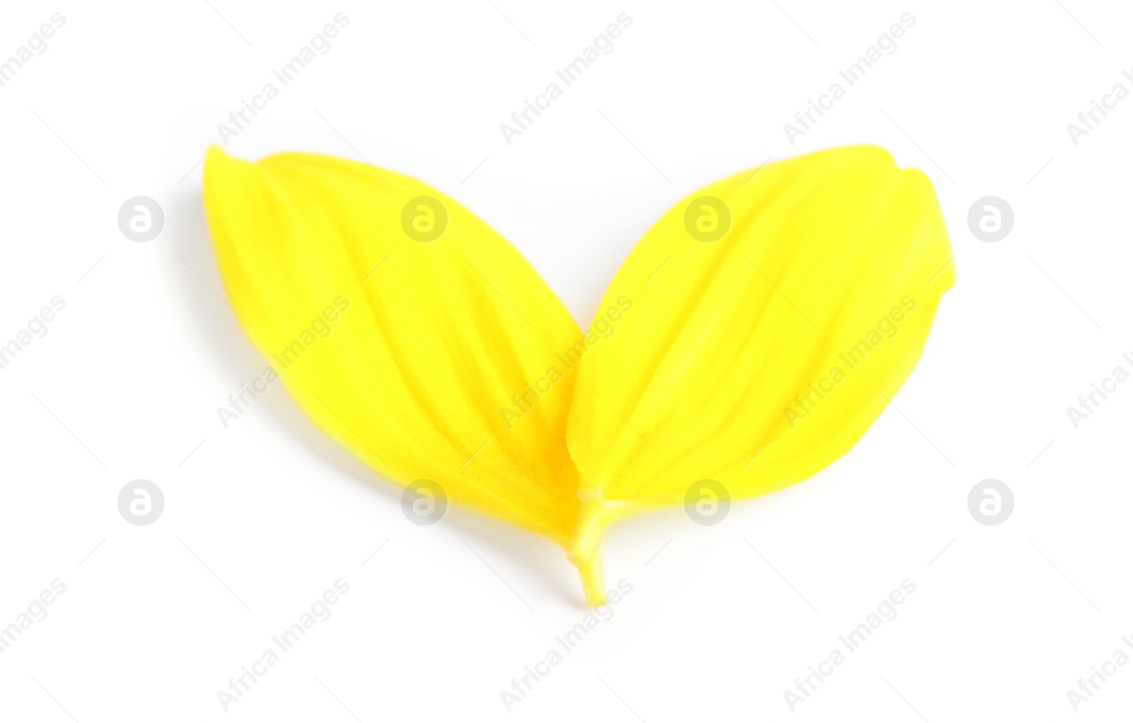 Photo of Fresh yellow sunflower petals isolated on white