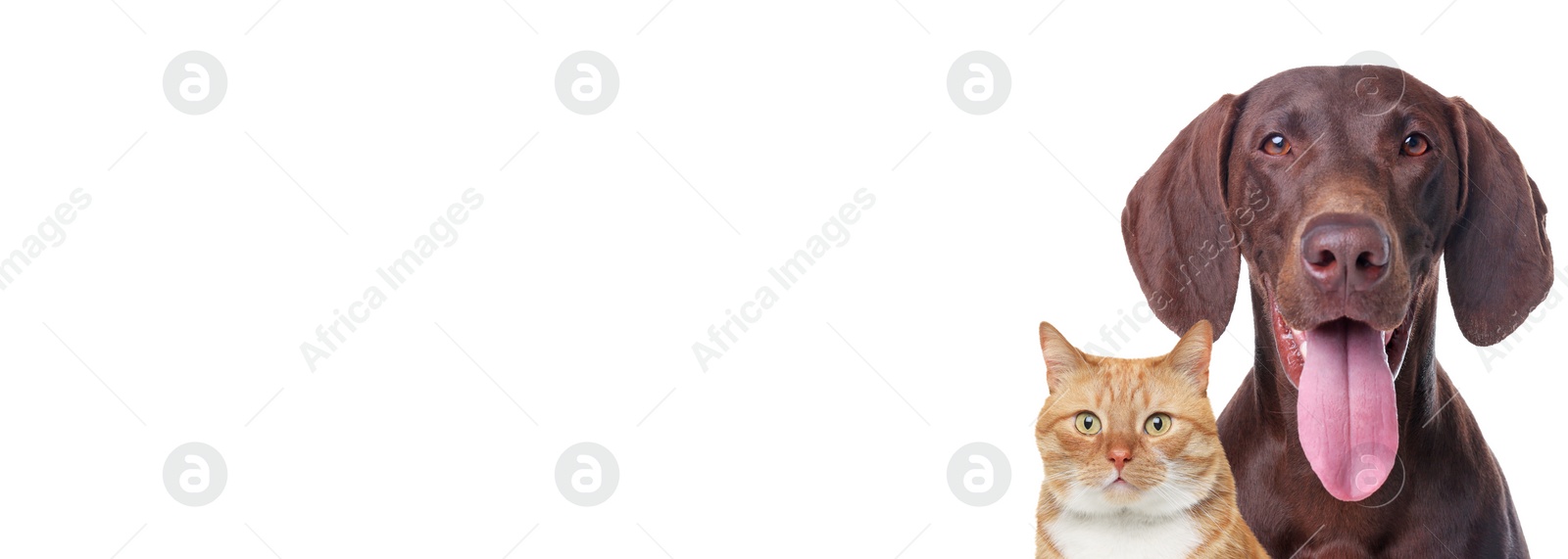 Image of Cute ginger cat and German Shorthaired Pointer dog on white background. Banner design with space for text