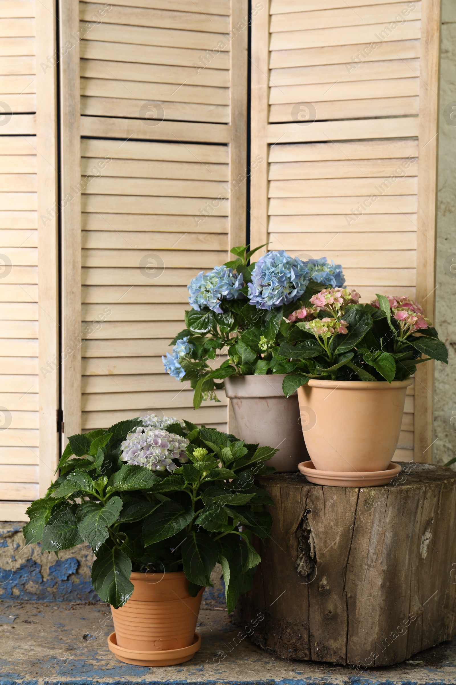 Photo of Beautiful blooming hortensia plants in pots outdoors. Space for text