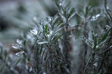 Plants in ice glaze outdoors on winter day, closeup