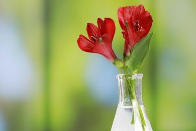 Beautiful red flowers in laboratory glass flask against blurred background, closeup. Space for text
