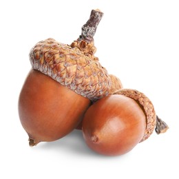 Photo of Two beautiful brown acorns on white background