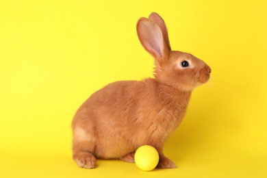 Photo of Cute bunny and Easter egg on yellow background