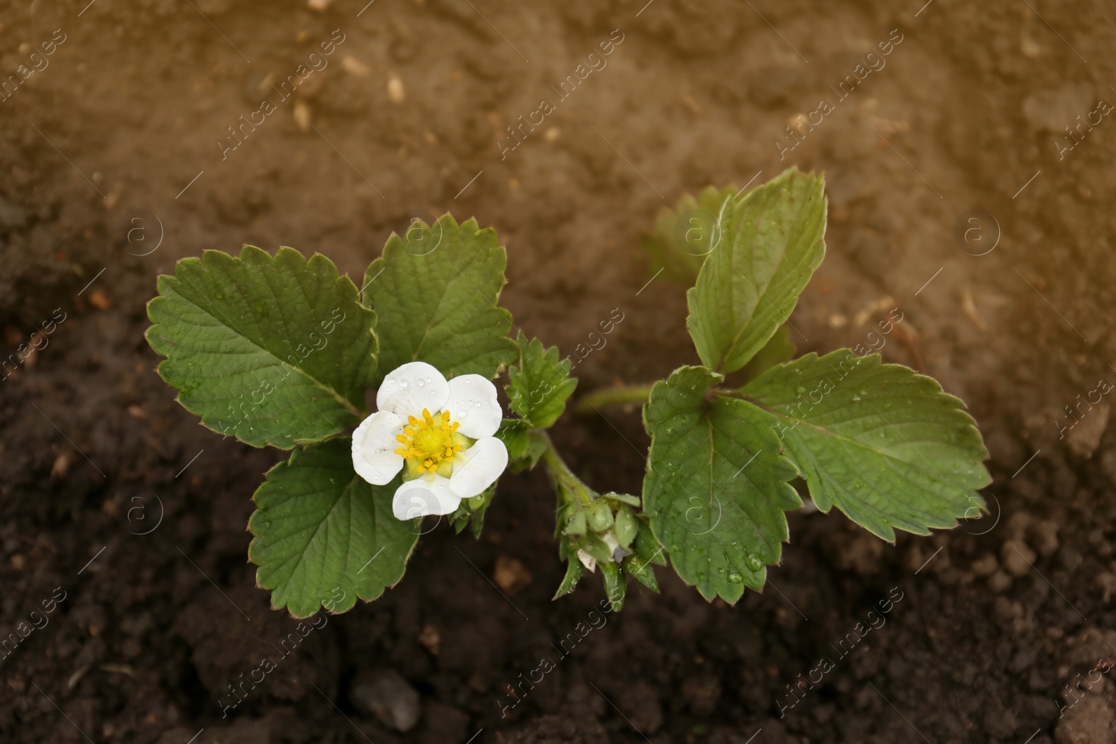 Photo of Beautiful blooming strawberry plant with water drops growing in soil, top view
