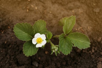 Beautiful blooming strawberry plant with water drops growing in soil, top view