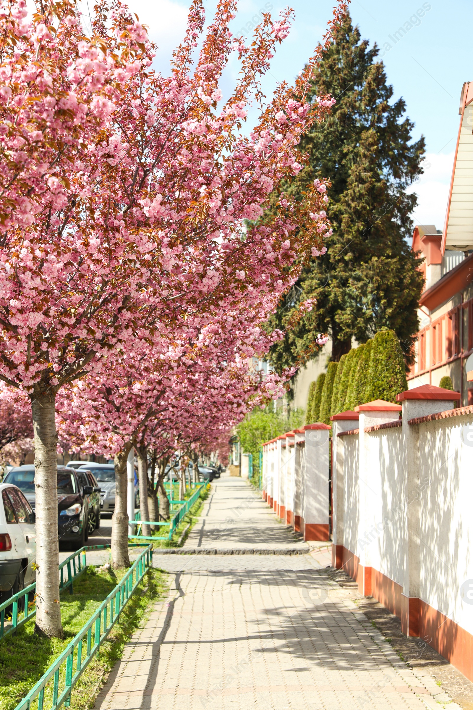 Photo of Beautiful blooming sakura trees on spring day outdoors