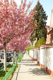 Beautiful blooming sakura trees on spring day outdoors