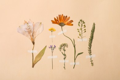 Photo of Pressed dried flowers and plants on beige background. Beautiful herbarium