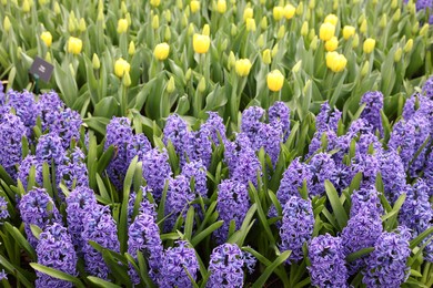 Photo of Beautiful hyacinth and tulip flowers growing outdoors