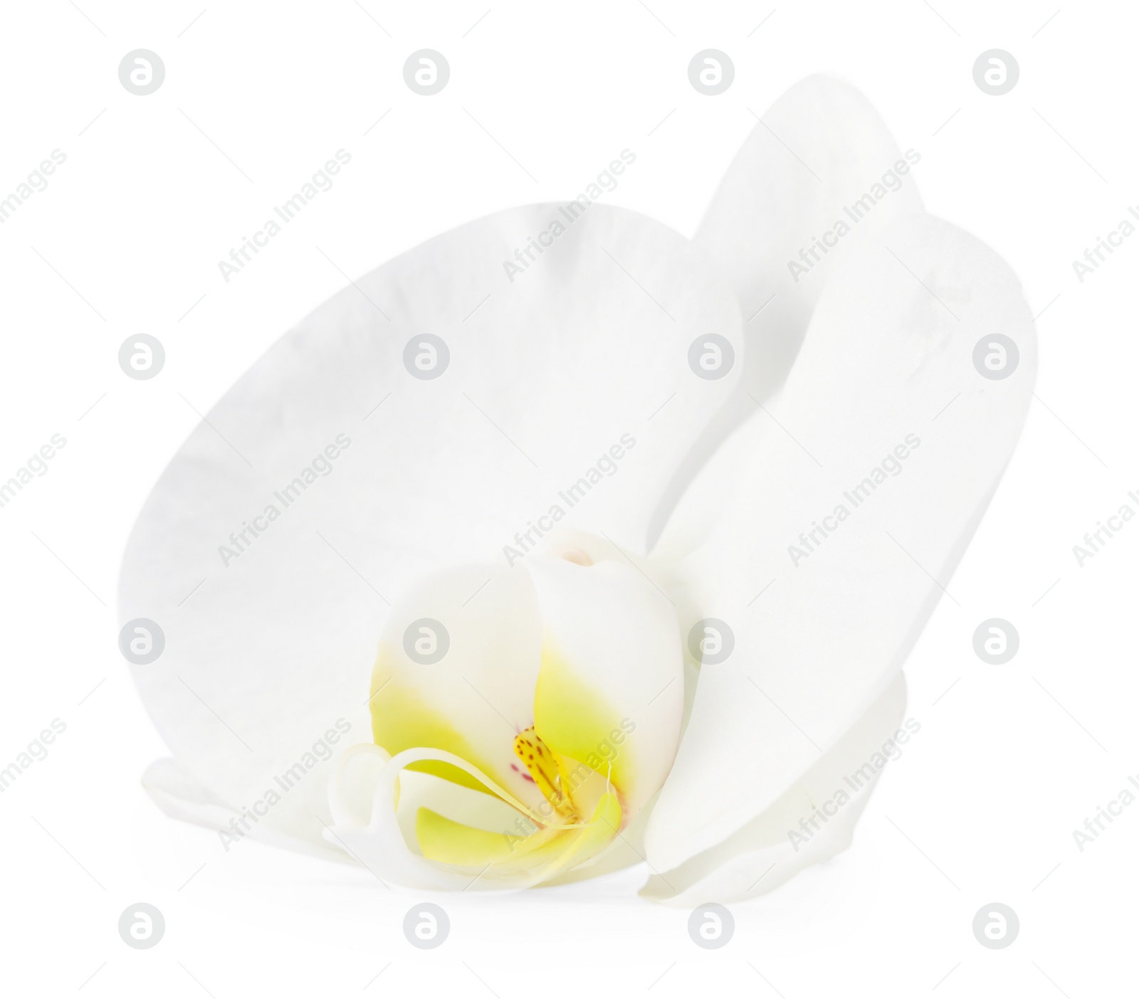 Photo of One beautiful orchid flower isolated on white