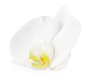 Photo of One beautiful orchid flower isolated on white