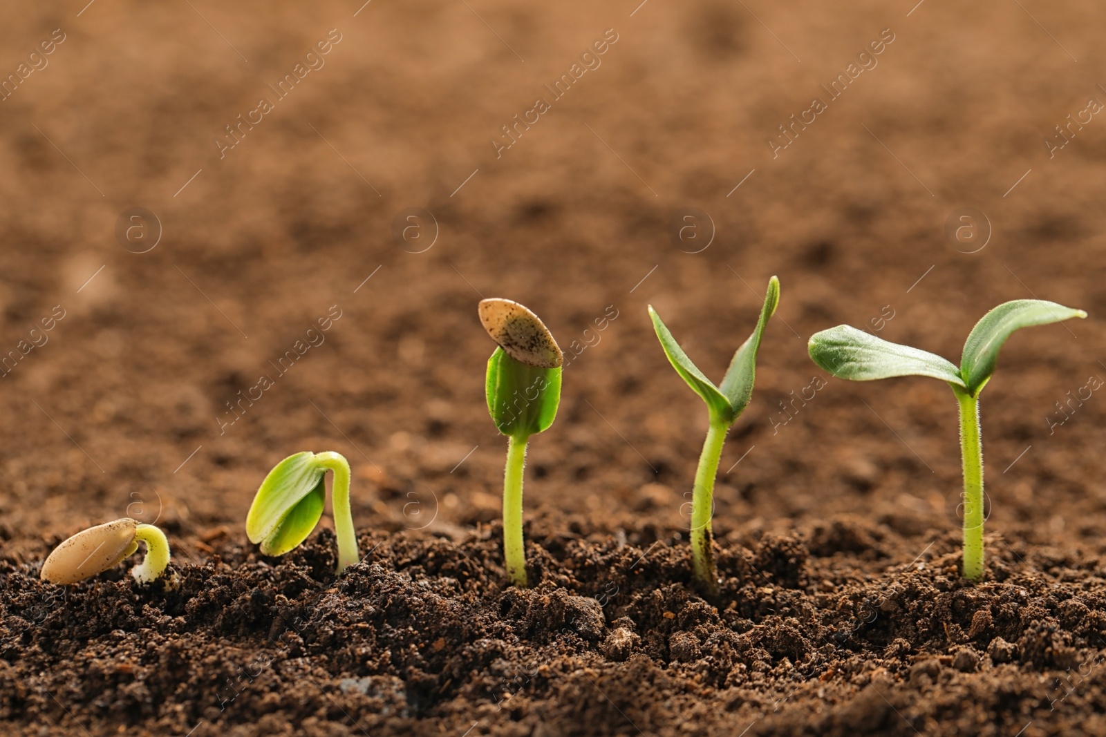 Photo of Little green seedlings growing in fertile soil