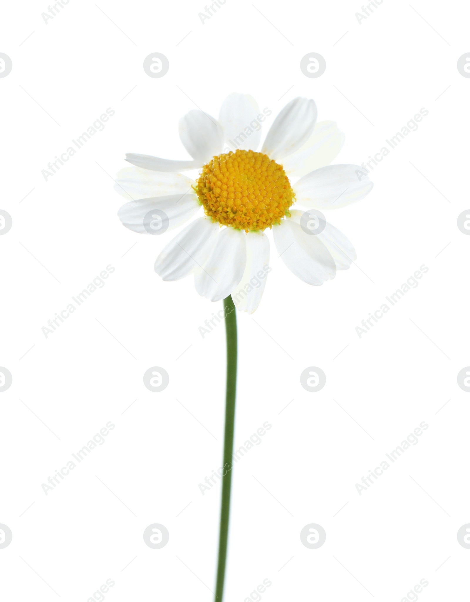 Photo of Beautiful tender chamomile flower isolated on white