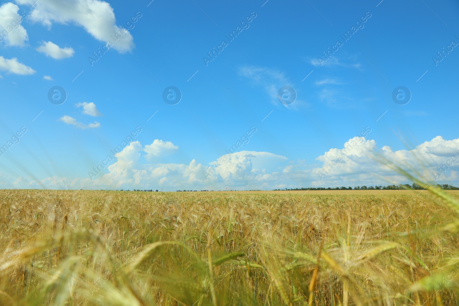 Photo of Wheat grain field on sunny day. Agriculture industry