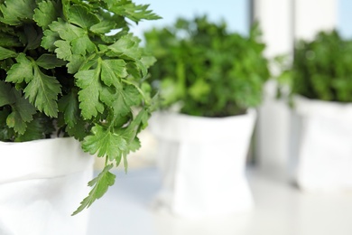 Photo of Pot with fresh green parsley on window sill, closeup. Space for text