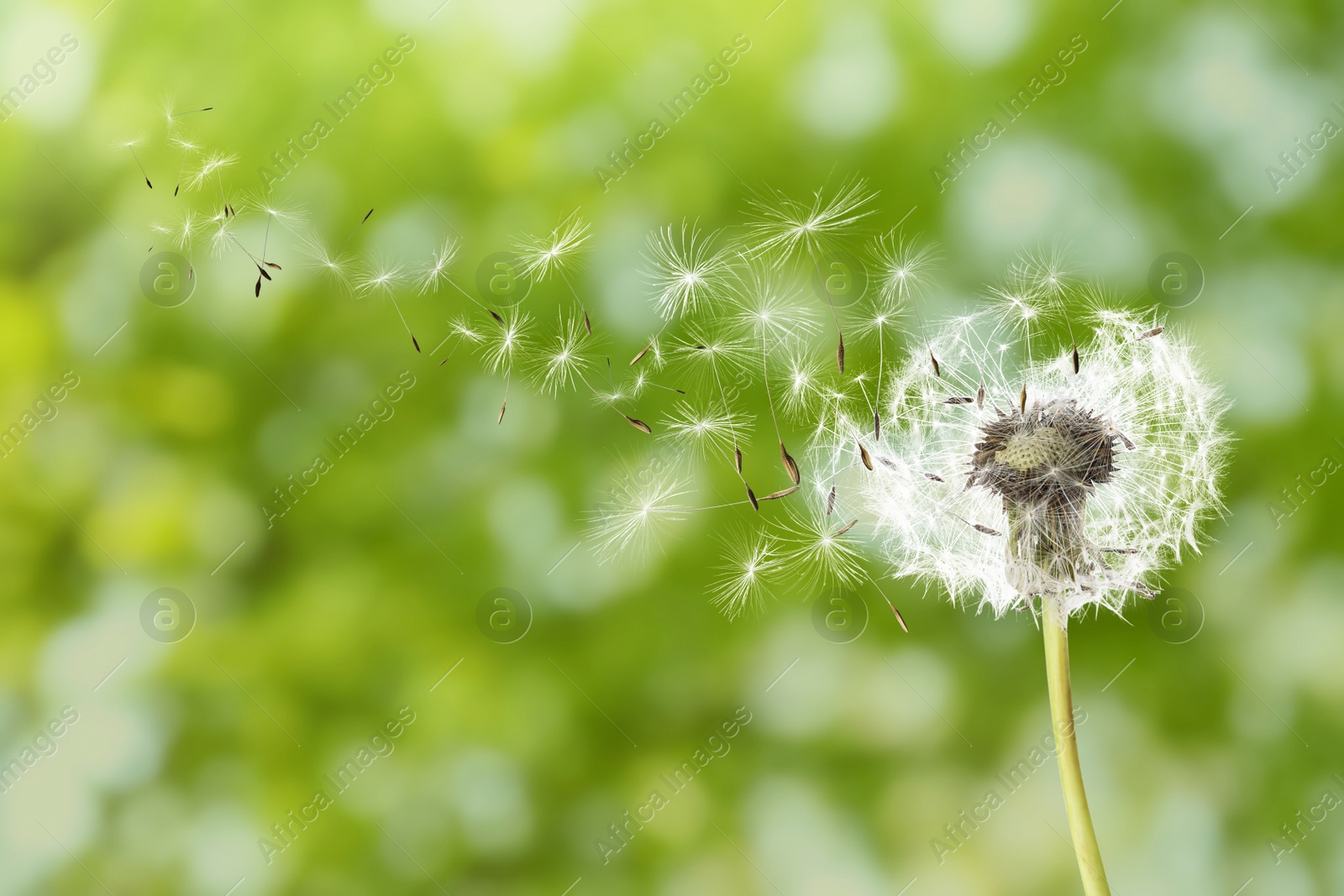 Image of Beautiful fluffy dandelion and flying seeds outdoors on sunny day 